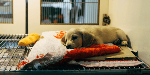 Small yellow lab puppy laying down in a pen with blankets