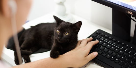 Black Cat Sitting on Top of a Computer Keyboard