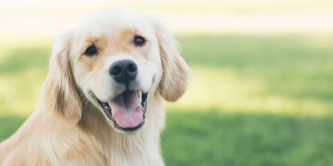 Happy pet outside and free of fleas and ticks