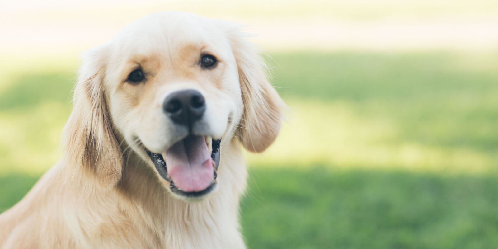 Happy pet outside and free of fleas and ticks