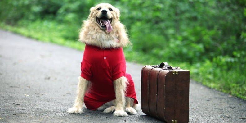 Floofy Golden Wearing Red Polo with Tongue Hanging Out of Mouth and Suitcase by side