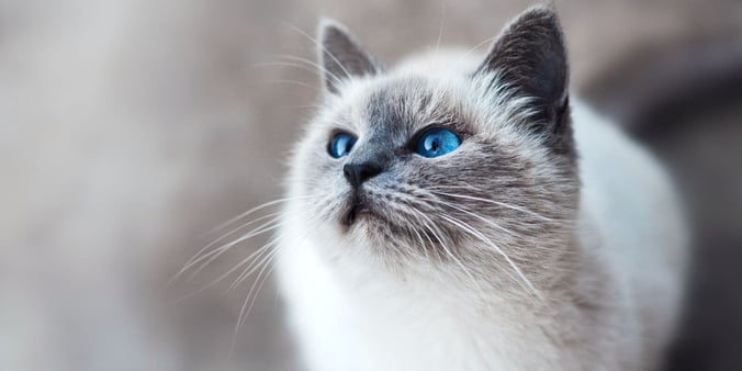 Bright blue-eyed cat with white fur looking left away from the camera