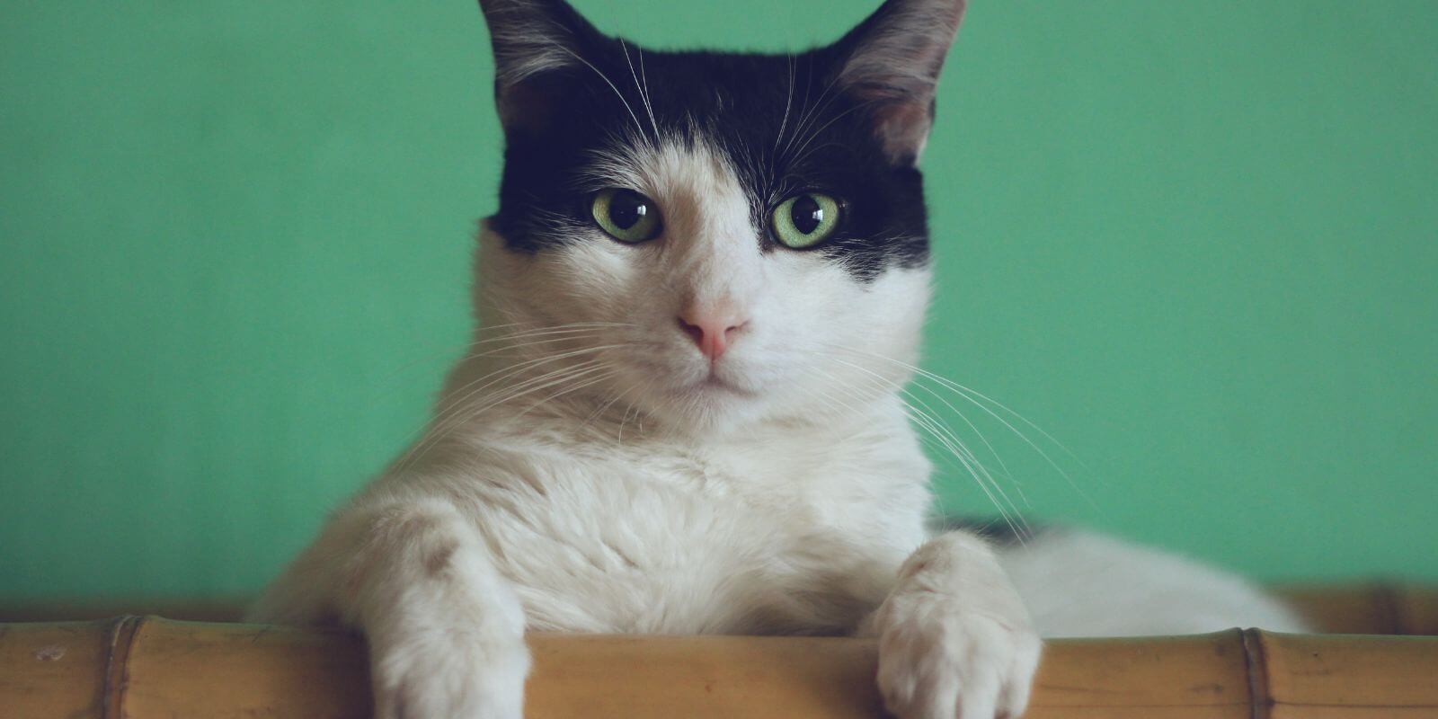 White cat with a black forehead and ears with paws over a bamboo railing