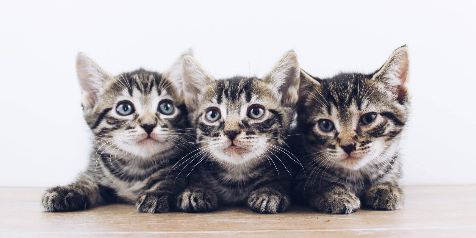 3 grey, black, and white kittens laying down in a row against a white background