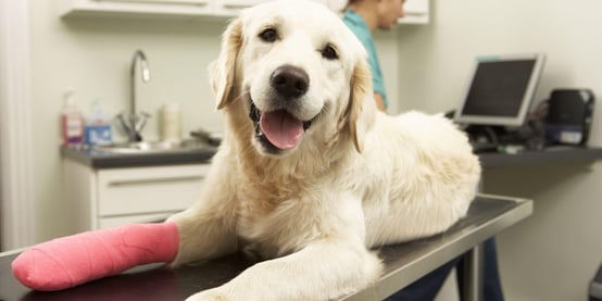 Yellow lab on vet table with pink cast on front leg