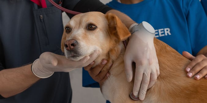 Two veterinarians wearing masks conducting a checkup on a yellow lab mix