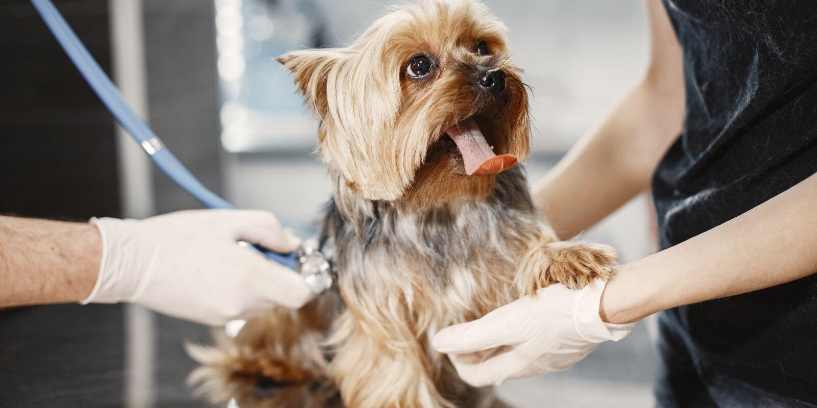 A brown and black Yorkie getting a checkup on a vet table