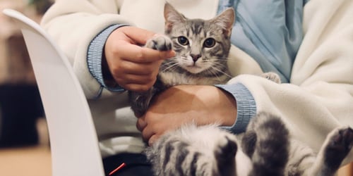 Emergency veterinarian cradling a white and grey cat