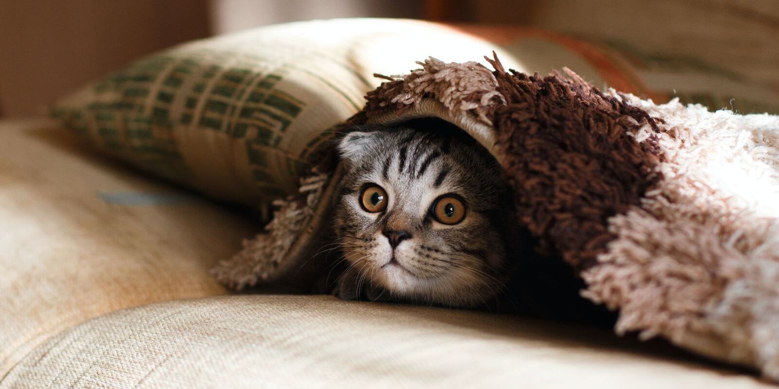 White, black, and grey cat cowering beneath a thick blanket