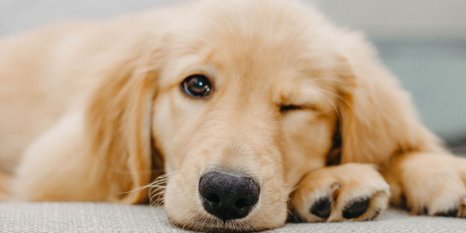 Golden Retriever puppy laying on its paws with one eye open