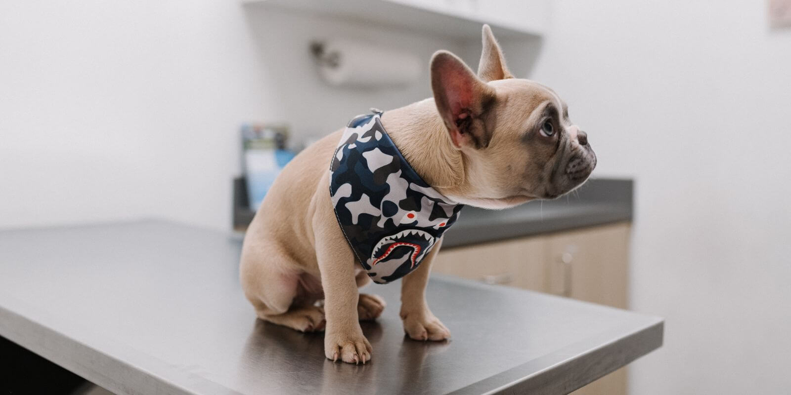 Tan French Bulldog puppy sitting on a metal emergency vet table