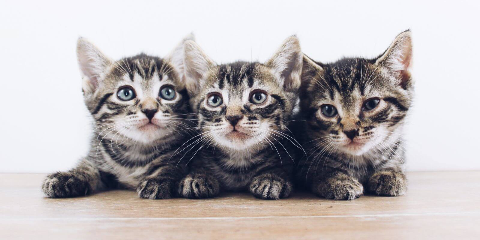 Three salt and pepper kittens lying on a wooden floor