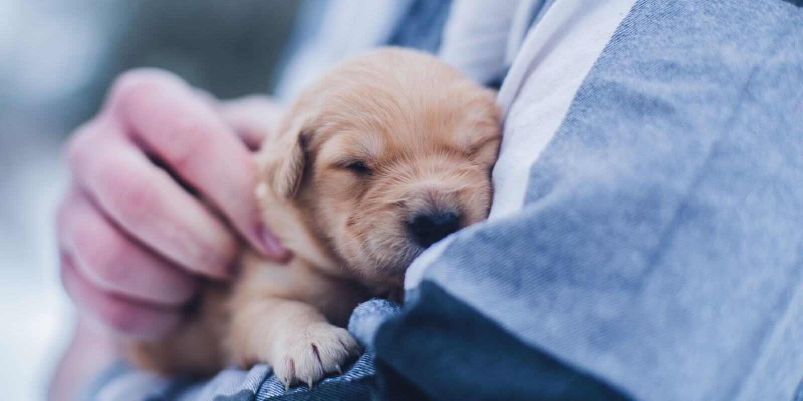 Person holding a newborn Golden Retriever puppy