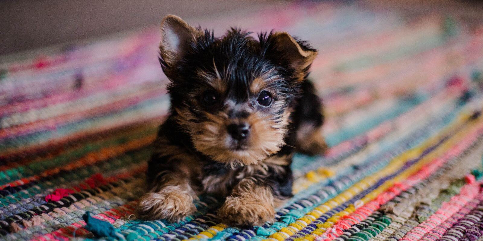 Black and brown Yorkie puppy laying down on a colorful rug