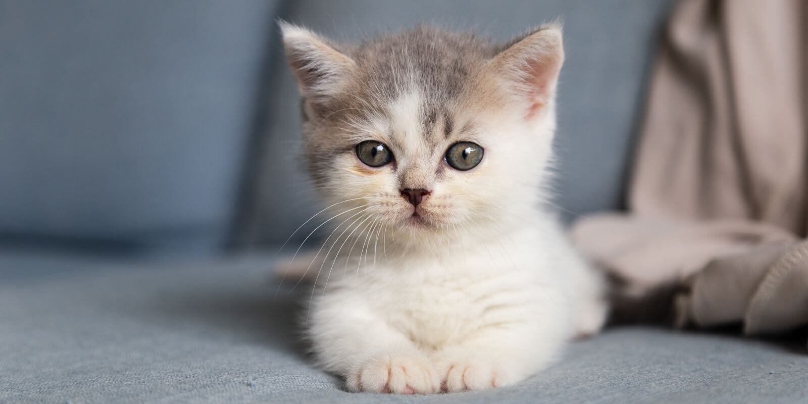White and grey kitten on a grey sofa