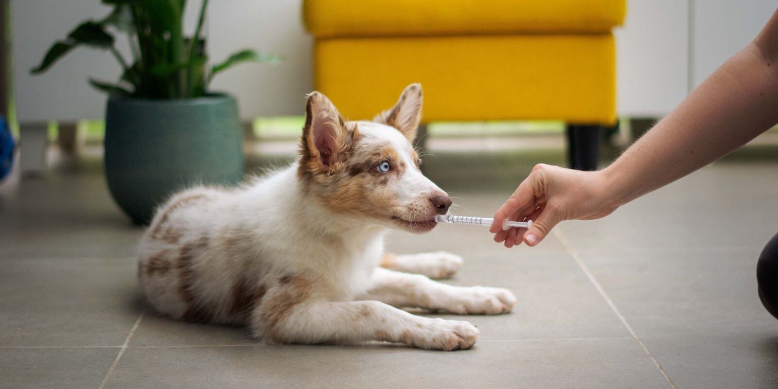 Someone administering a syringe to an Aussie puppy