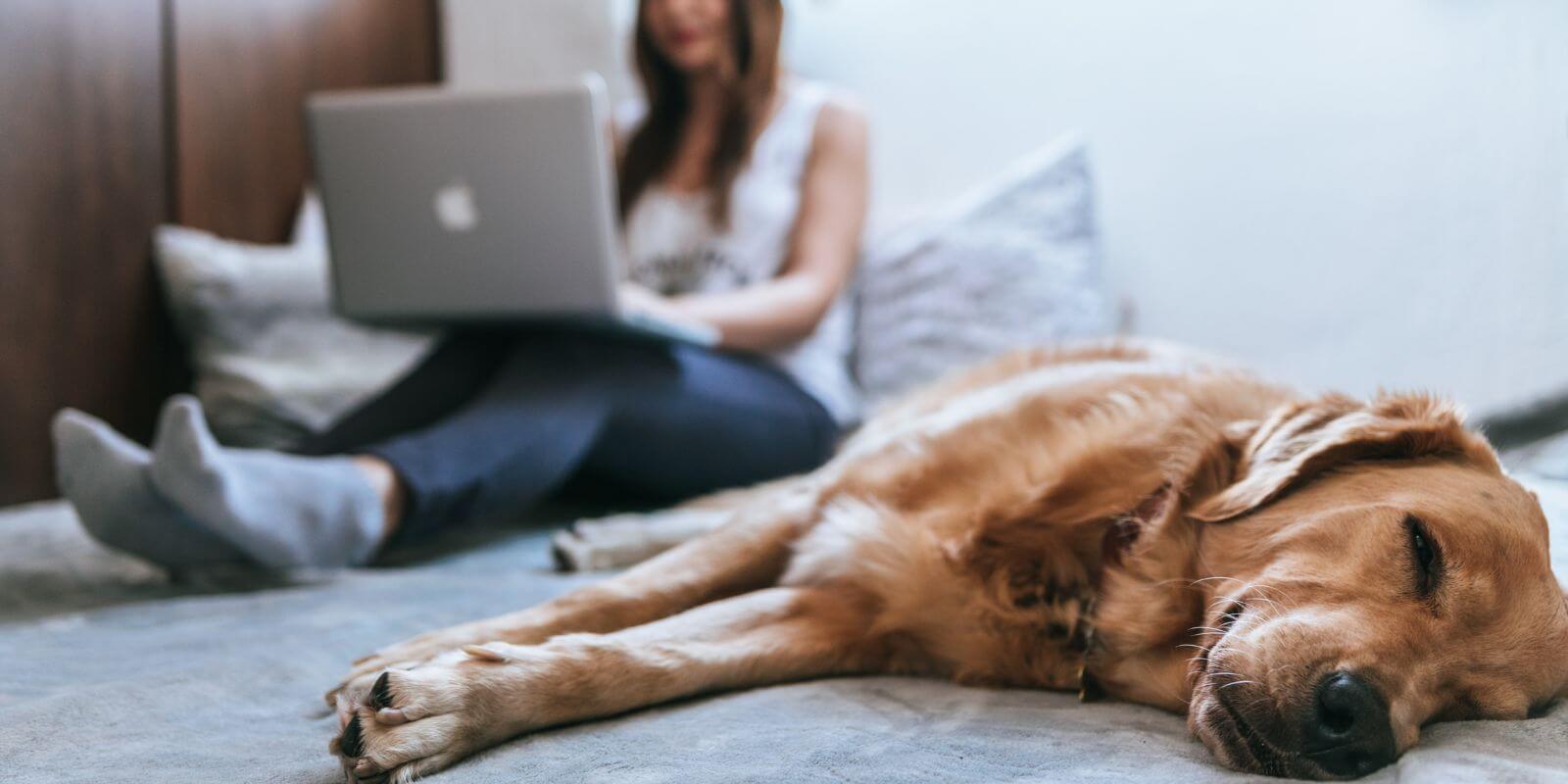 Woman sitting on her bed working on her laptop with dog lying on the bed