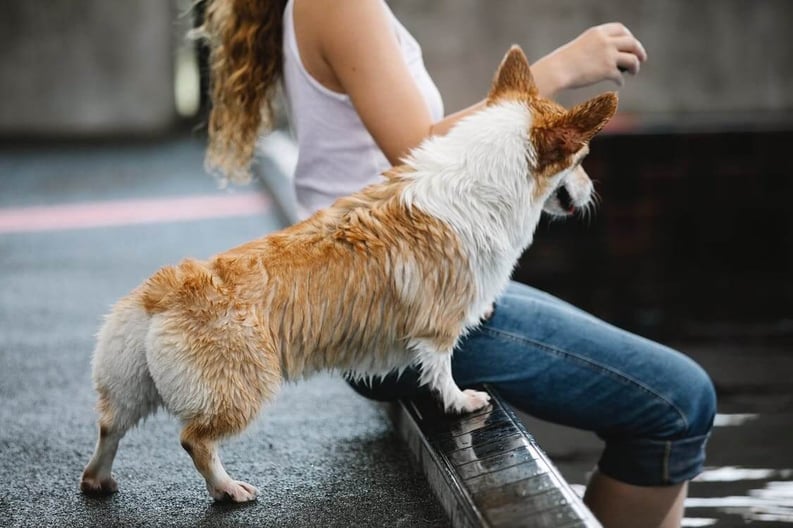 Woman playing with welsh corgi on poolside