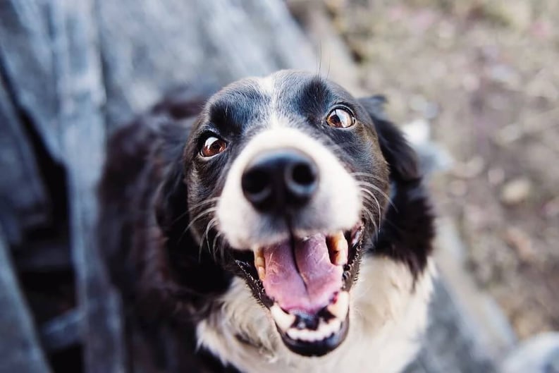 Shallow focus photography of adult black and white border collie