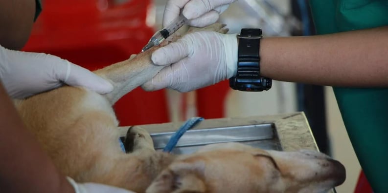 Vet vaccinating adult tan pitbull terrier