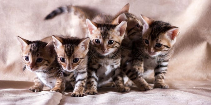 Five kittens on a blanket