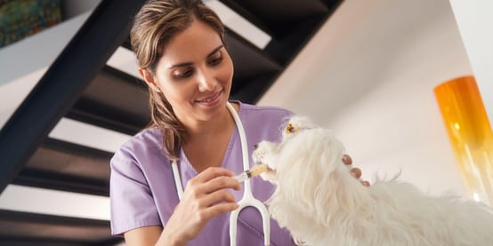 Women vet feeding dog medicine to help with pain