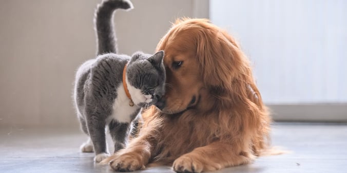 Cat and dog cuddling 