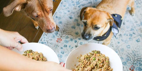 Two dogs looking at puppy gang food