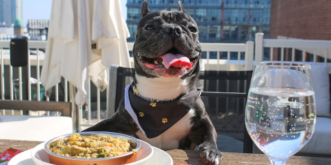 Puppy sitting to table with plate of food on patio