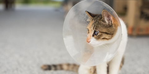 small cat with cone around head on white carpet