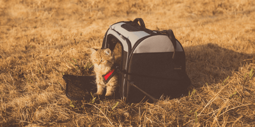 Cat standing outside a black and grey cat carrier