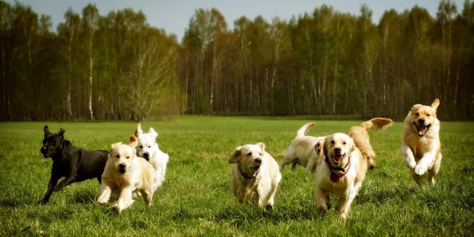 Group of Large Dogs Running Through a Field