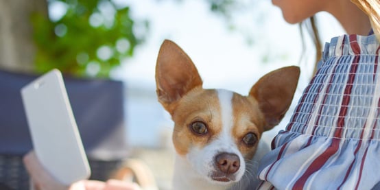 Woman holding chihuahua checking on the waiting period for pet insurance