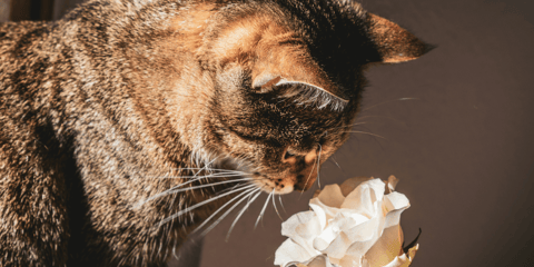 Brown and black cat smelling a single white rose
