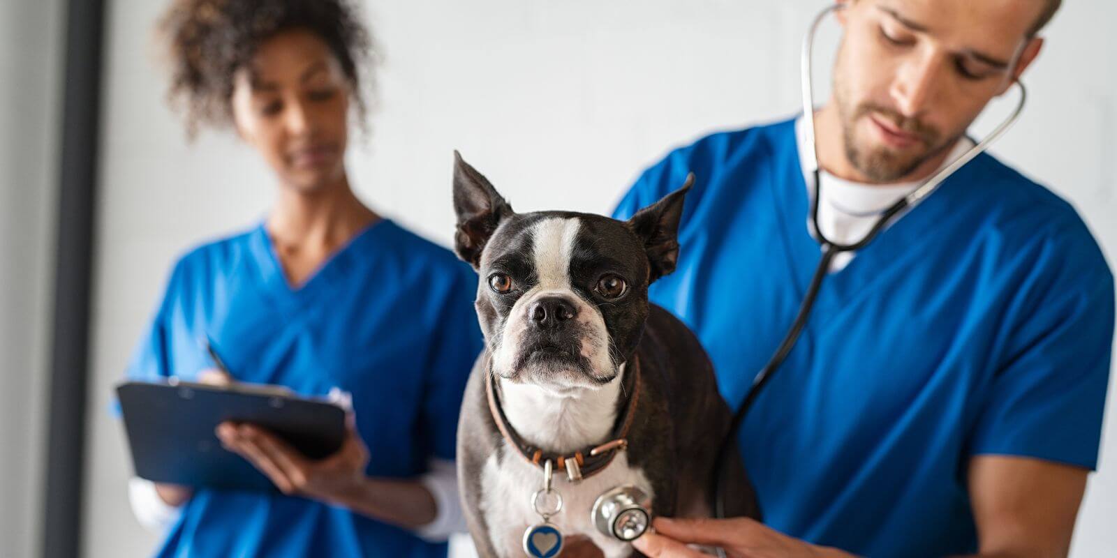 Male and female vet checking heartbeat of dog during vet visit 