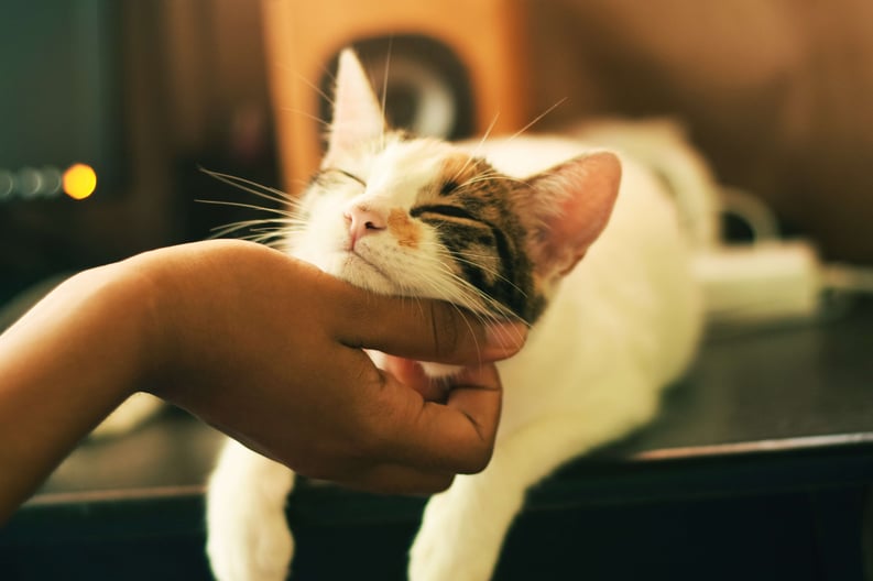 Cat enjoying chin rub
