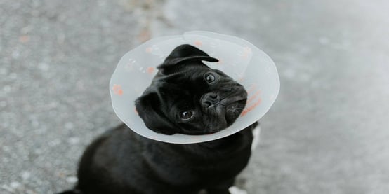 Puppy wearing a cone 
