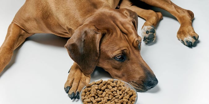 Dog lying down not wanting to eat their dog food