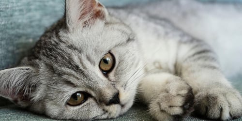 Black and white cat lying down with paws out