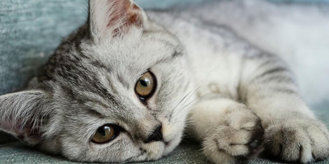 Black and white cat lying down with paws out