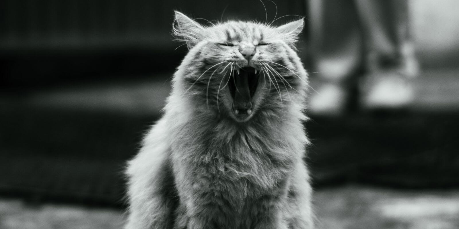 Black and white photo of long-haired cat sneezing