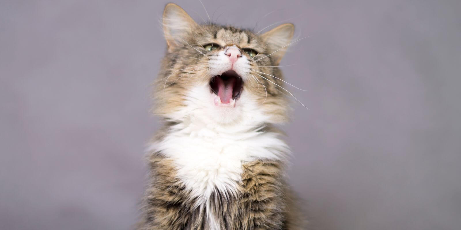 White, black, and grey cat yawning to sneeze