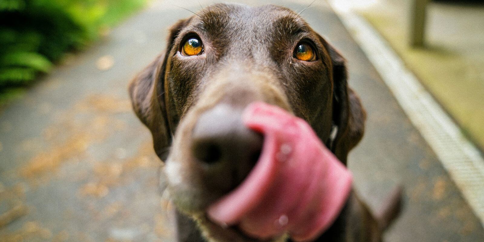 Close-up photo of chocolate labrador retriever licking its nose