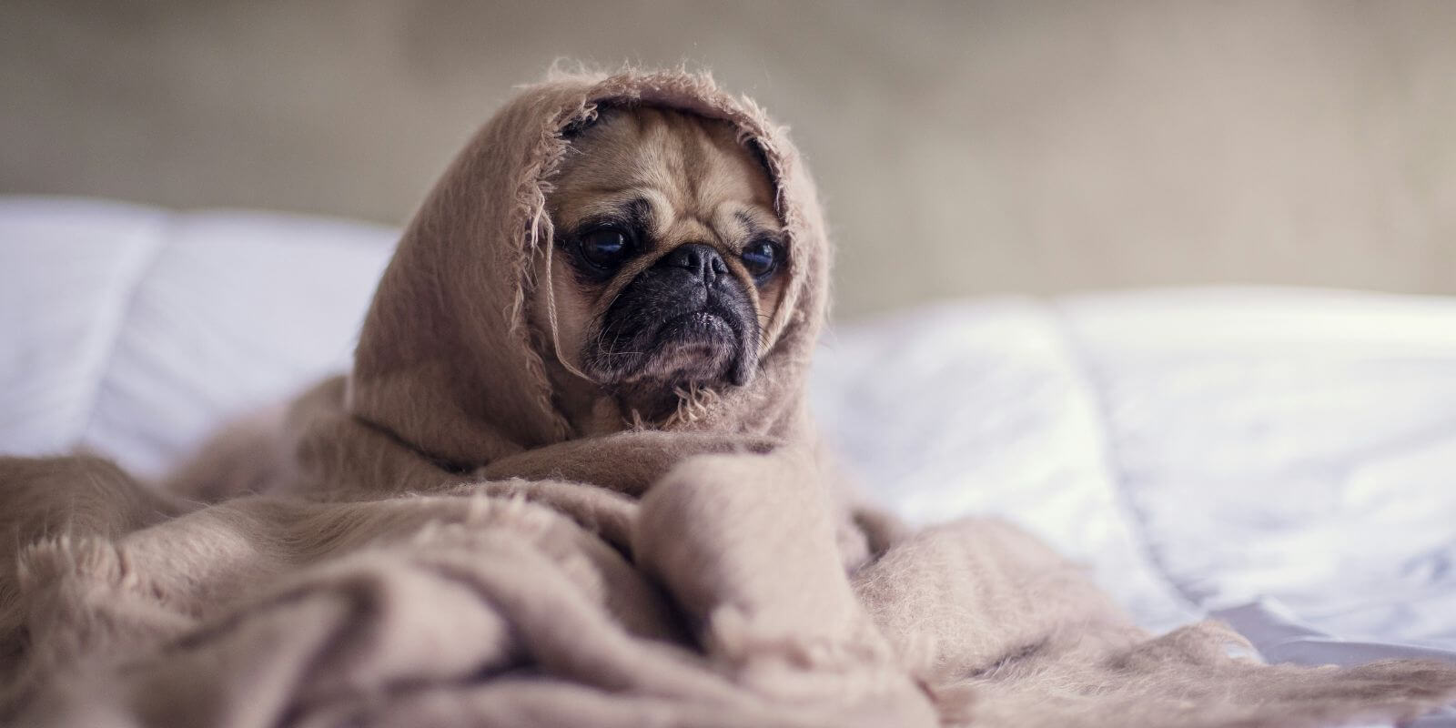 Light brown Pug dog wrapped in a blanket on a bed