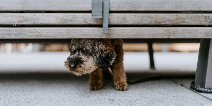 Brown and black curly-haired dog hiding under a bench