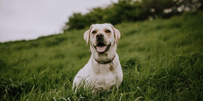 White lab dog in the grass