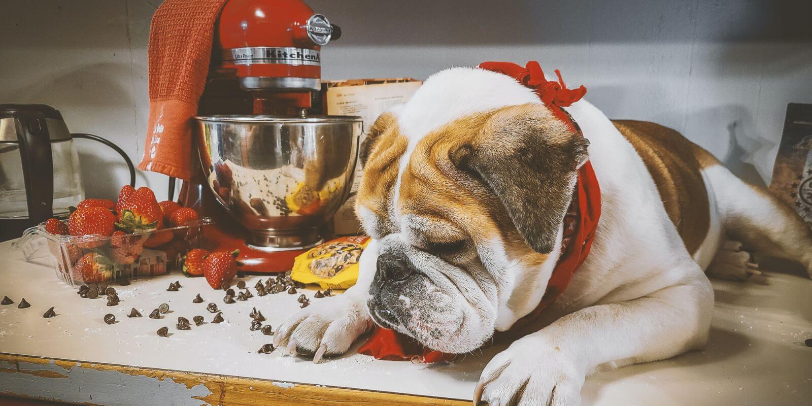 Dog Laying On Kitchen Counter