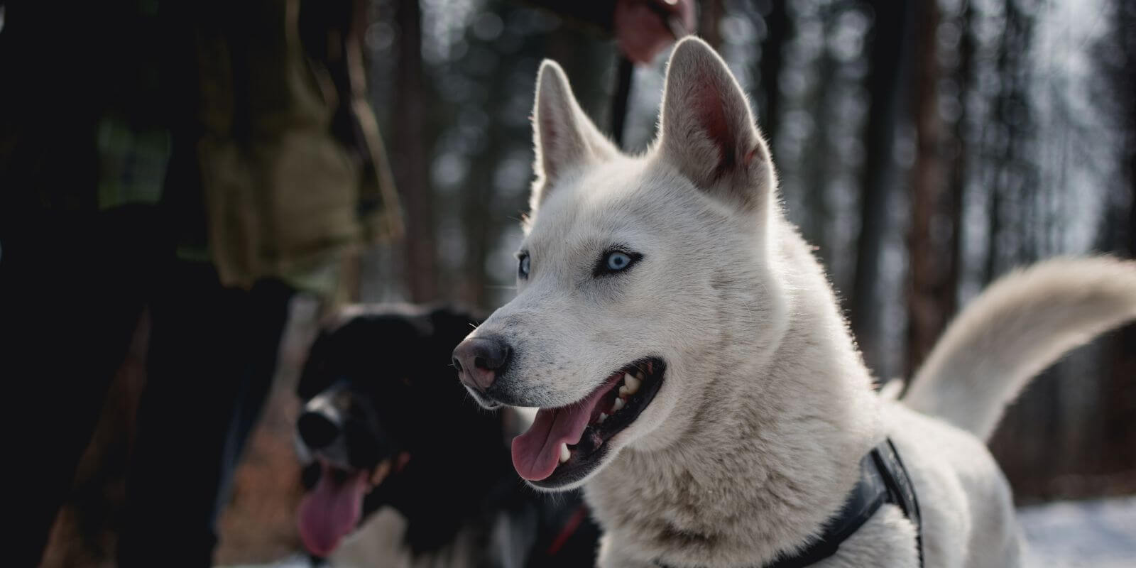 Husky On A Winter Forest Walk