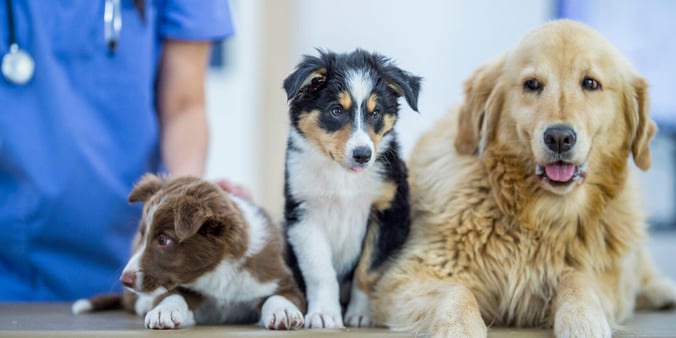 Three dogs at vet appointment