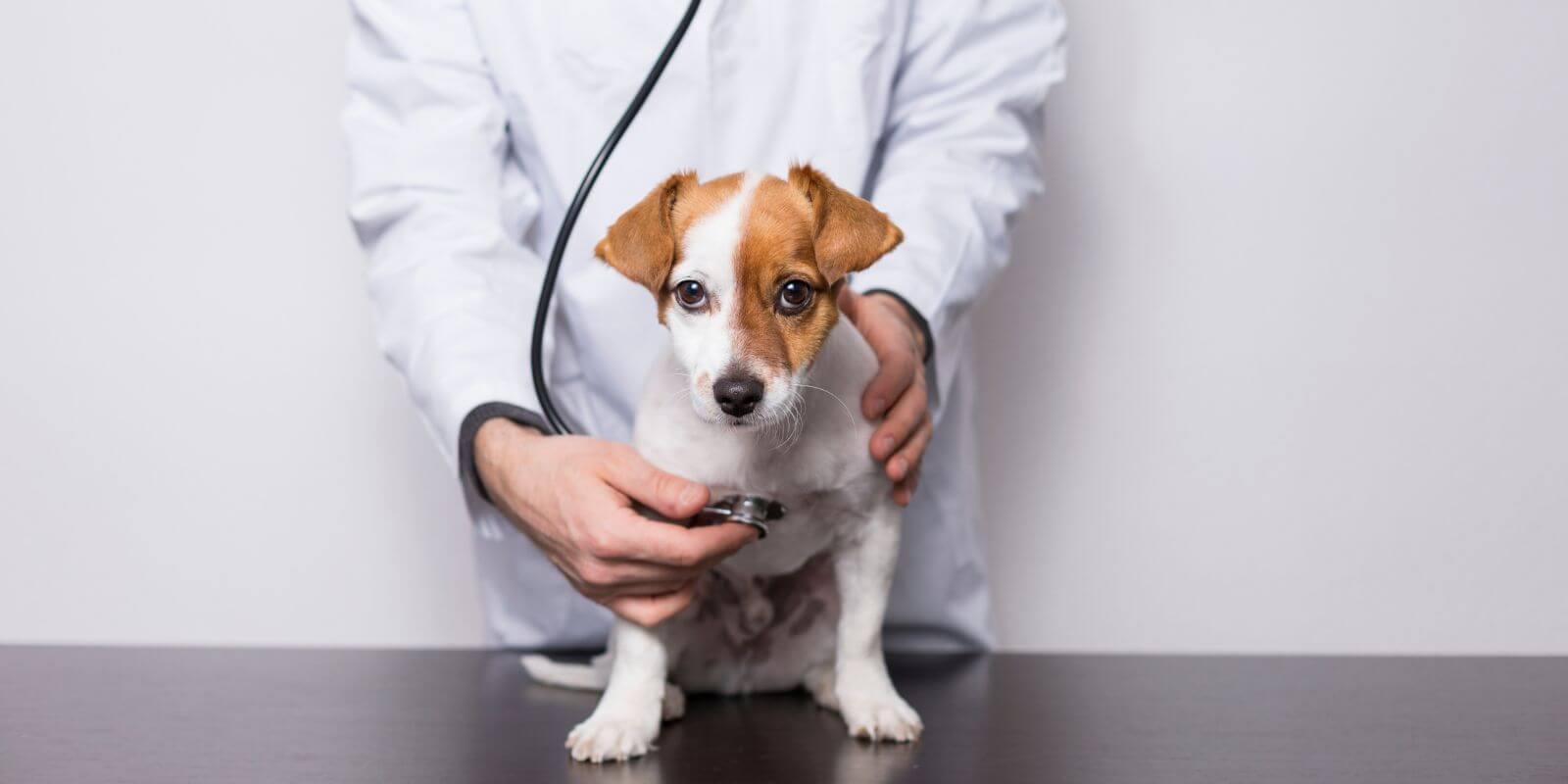 how much is a vet check up for a dog